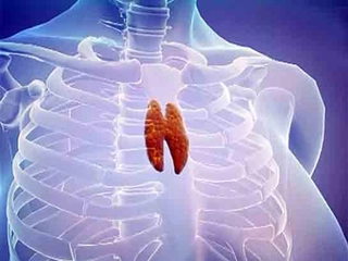 Timus Bezi Özellikleri ve Faydaları Nelerdir? Timus Bezi Özellikleri ve Faydaları Nelerdir?